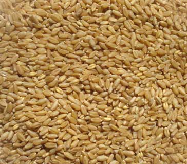 How To Clean Wheat Seeds